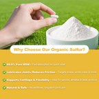MSM 1000mg – Organic Sulfur | Joint Health, Skin, Hair & Nails | Non-GMO, Gluten-Free | 180 Capsules